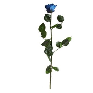 Rosa Eterna Azul