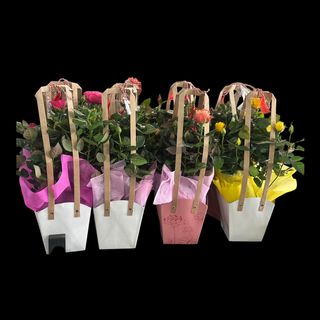 Rosa in punga de cadou