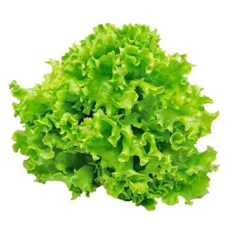 Zelena salata