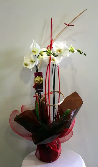 Planta natural Orquidea Phalaenopsis