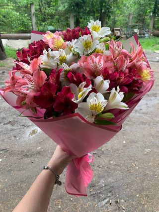 ასტრომერის თაიგული