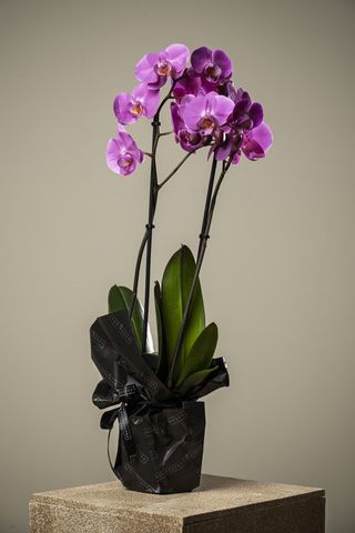 Orquídea Premium