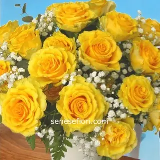 12 Rose gialle
