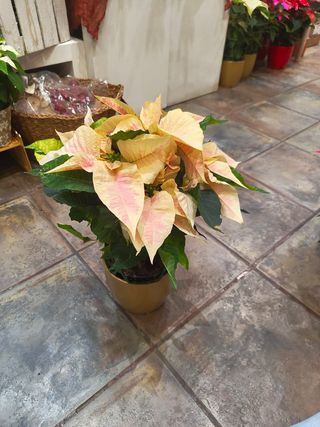 Poinsetia + Ceramica A Elegir Color