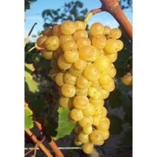 Moscato Spumante