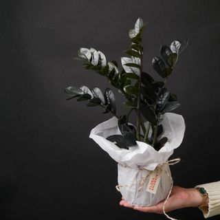 заміокулькас чорний