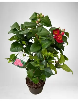 Camelia piccola