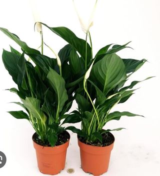 Spadifilium piccola