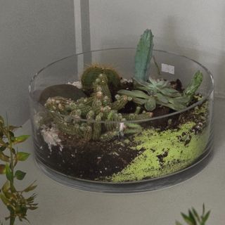 Terrarium Cactus du désert 