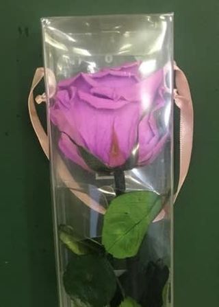 Rosa Preservada Lila