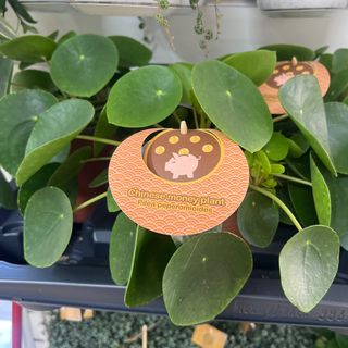 Pilea peperomioides 