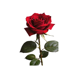 Rosa vermelha 