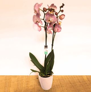 Orquídea Rosa en cerámica