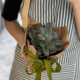 Звезда Саванны