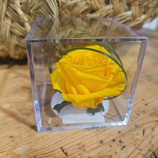 Cubo con Rosa ETERNA AMARILLA