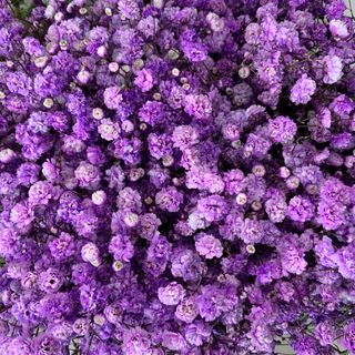 Paniculata Morada 4 unidades