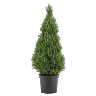 Picea