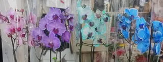 Orchidee vari colori con vaso in ceramica bianco