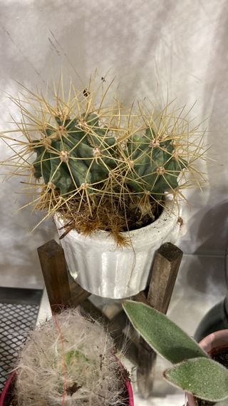 piantina grassa da ufficio con vasetto