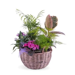 Cesta De Mimbre Con Plantas