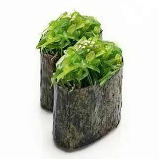 57. Gurkan Nigiri De Wakame (2 Uds.)