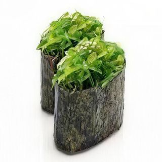 57. Gurkan Nigiri De Wakame (2 Uds.)