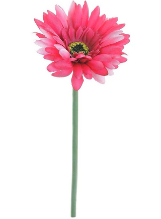 Gerbera singola