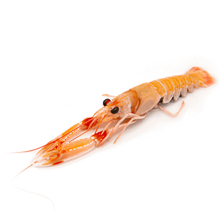 Scampi 1Pz
