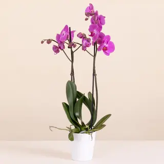 Orchidea fucsia