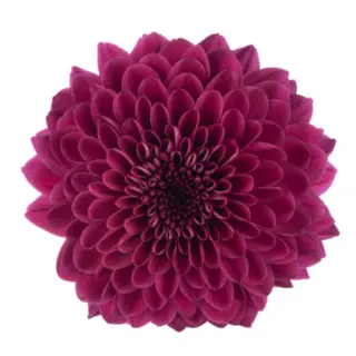 Crisantemo Morado Fuerte Flor Suelta(Por unidad/No es un ramo/No bouquet) 