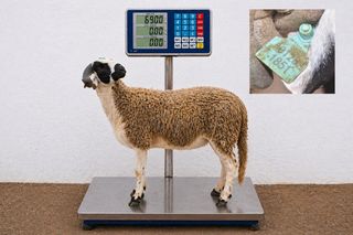 01281851 - 69 Kg