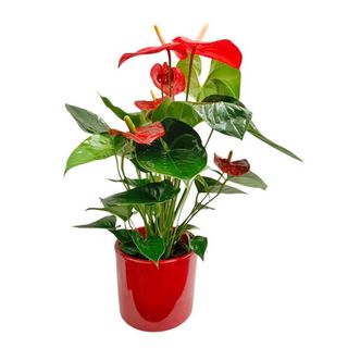 Anthurium