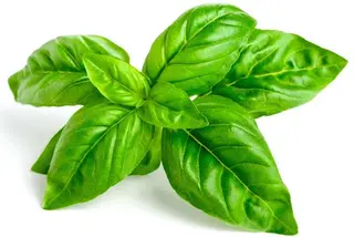 Basilico