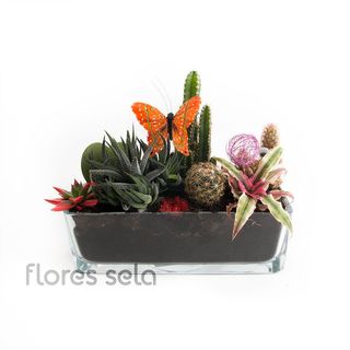 Mix De Cactus Plantados En Cristal