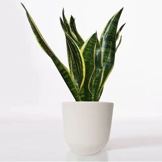 Sanseveria