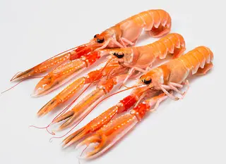SCAMPI 10/15  GRANDI GR 500 CIRCA