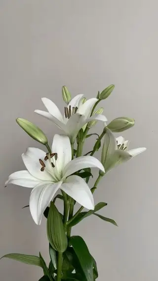 თეთრი ლილიას ტოტი