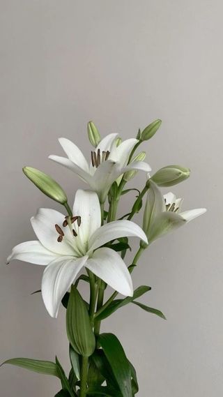 თეთრი ლილიას ტოტი