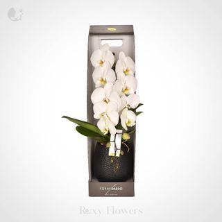 Phalaenopsis Alb În Ghiveci