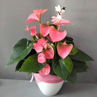 Anthurium rosa C/ base cerámica 