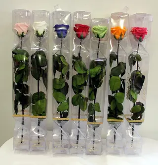 Rosas Preservada O Eterna