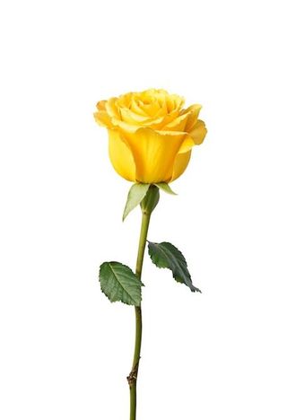 Rosa giallo un pezzo