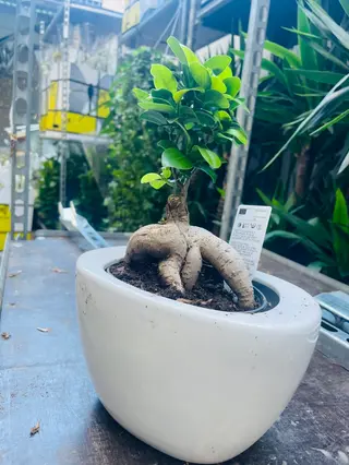 ficus bonsai piccolo