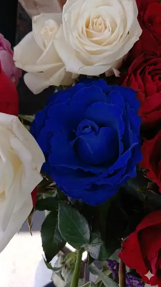 Rosa blu