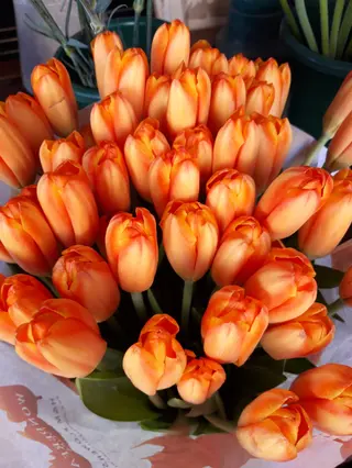20 Tulipani arancioni