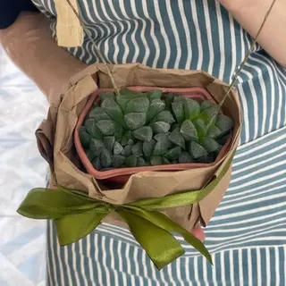 Огонёк Сьерры