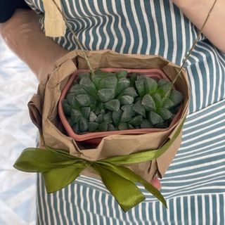 Огонёк Сьерры