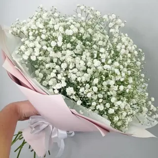 Biała gipsówka