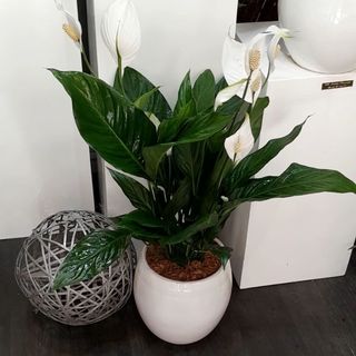 Grand spathiphyllum