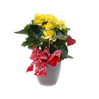 Begonia Gialla Con Vaso
